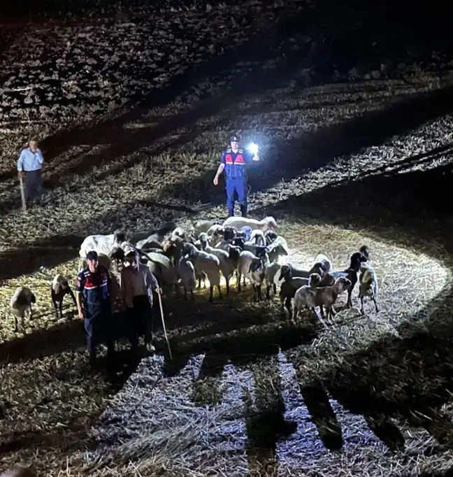 Adıyaman İl Jandarma Komutanlığı Kaybolan Küçükbaş Hayvanları Buldu