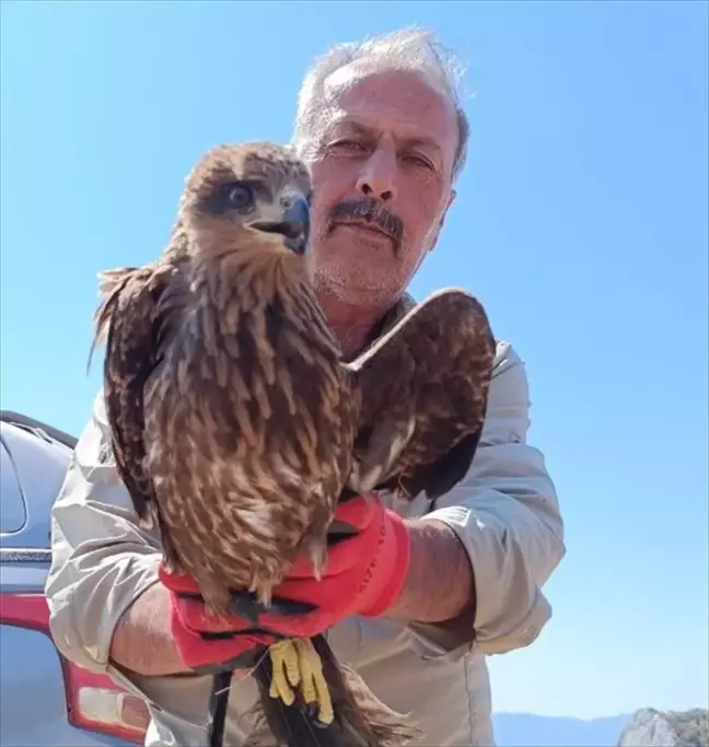 Yaralı Şahin Yozgat'ta Tedavi Edildikten Sonra Doğaya Salındı