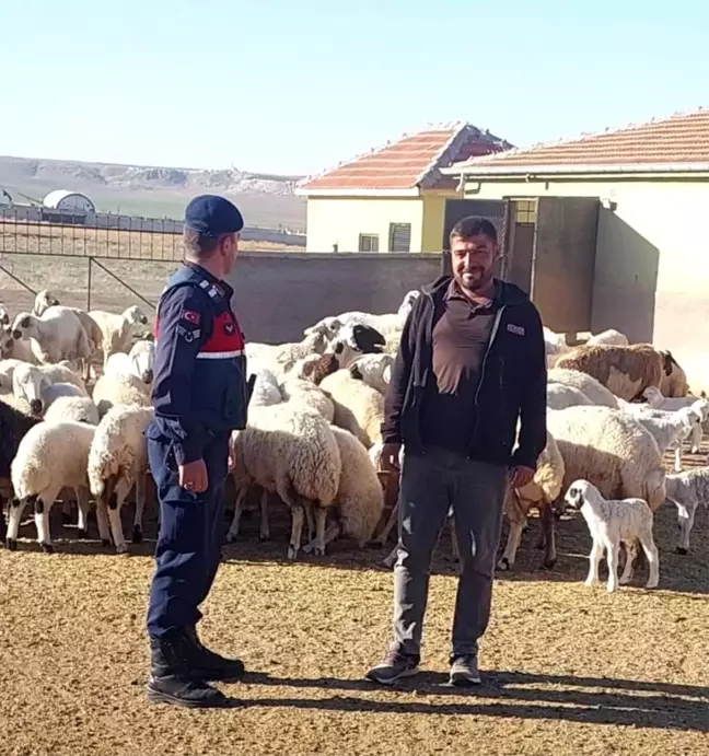 Konya'da Kaybolan 45 Küçükbaş Hayvan Jandarma Tarafından Bulundu