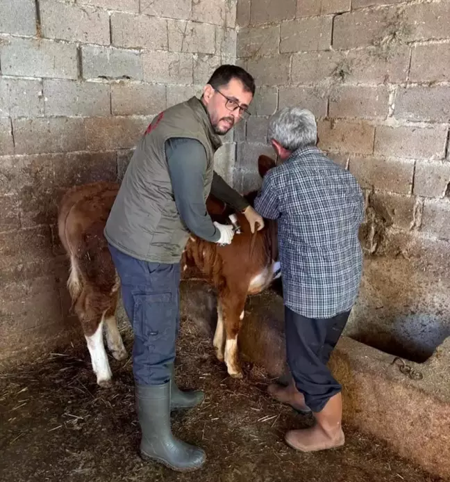 Gazipaşa'da Hayvan Sağlığı İçin Aşılama Çalışmaları Sürüyor