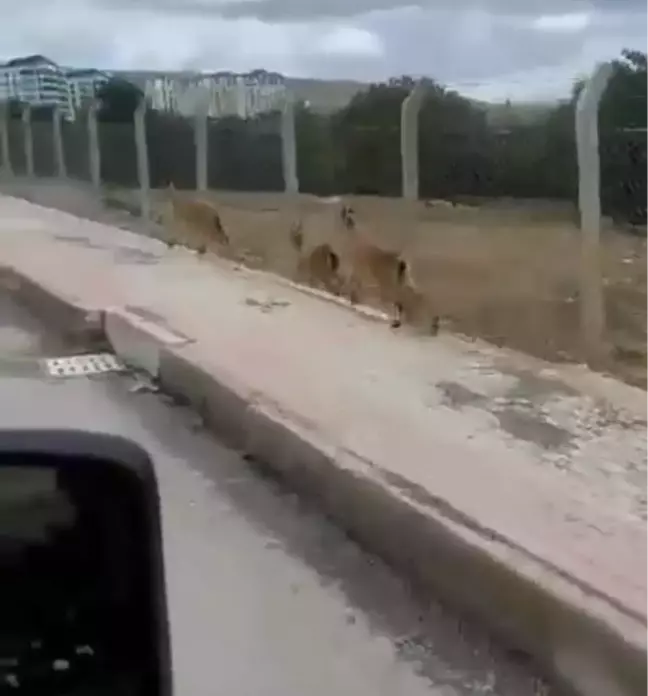 Elazığ'da dağ keçileri şehir merkezine indi