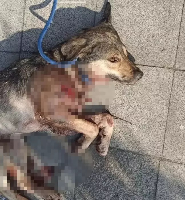 İzmit'te Sokak Köpeği Tabancayla Vurularak Öldürüldü