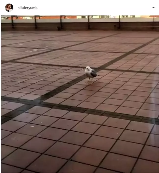 Domuz gribi teşhisi konulan Nilüfer'den haber var!