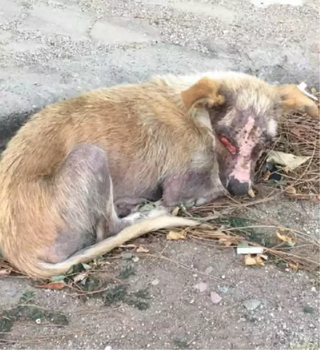 Yüzü Yakılan Köpek, Bir Gözünü Kaybetti