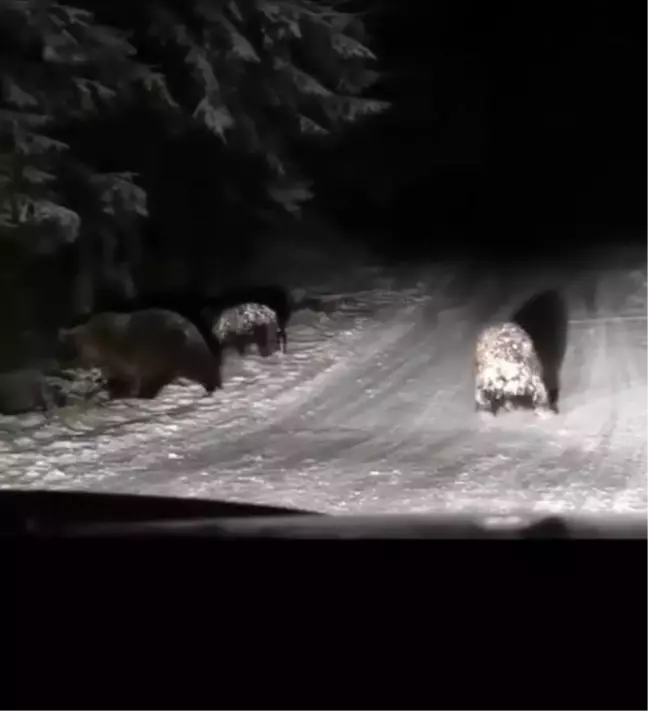 Bolu'da Kış Uykusuna Yatmamış Ayıların Sevimli Anları