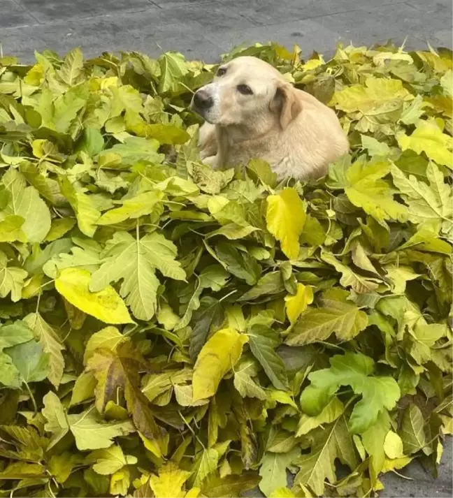 Temizlik görevlisi köpeği rahatsız etmemek için 3 saat başka yerde çalıştı