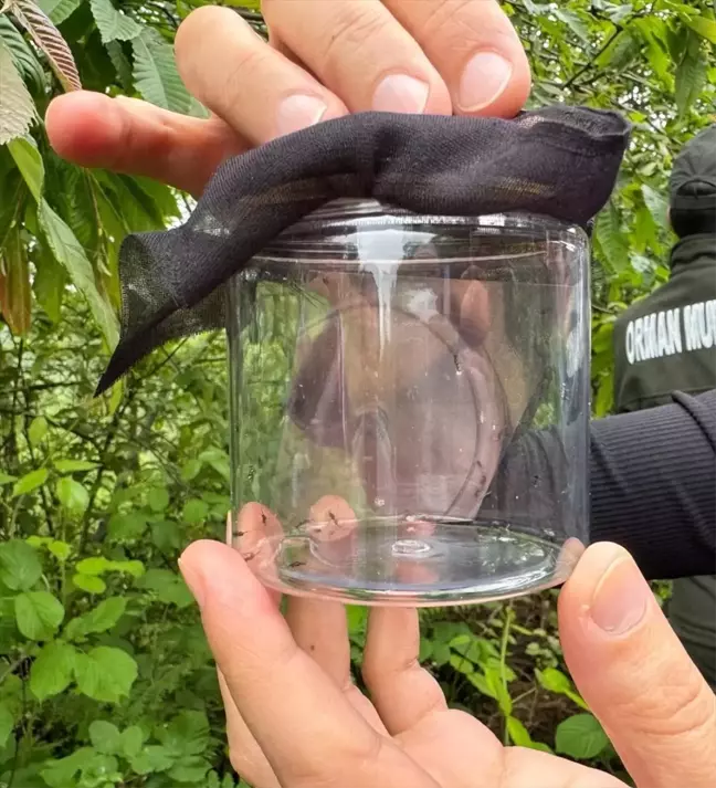 Giresun'da kestane ormanlarına faydalı böcek salımı yapıldı