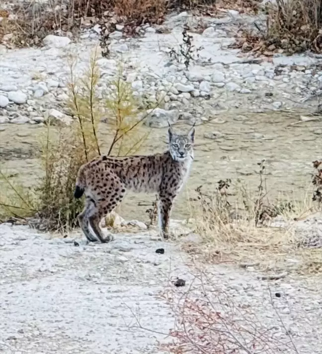 Malatya'da Nesli Tehlike Altındaki Vaşaklar Görüntülendi