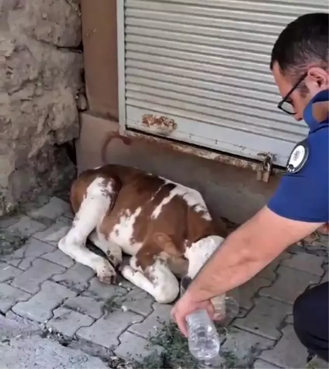 Erzurum'da Polis Şefkat Elini Kaybolan Buzağıya Uzattı