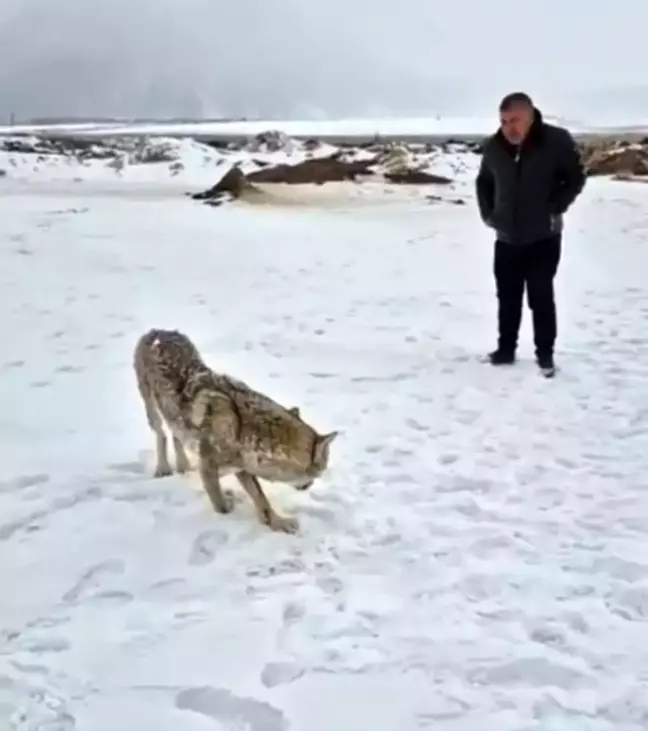 Bitlis'te Yaralı Kurt Gündüz Vakti Sanayi Bölgesinde Görüntülendi