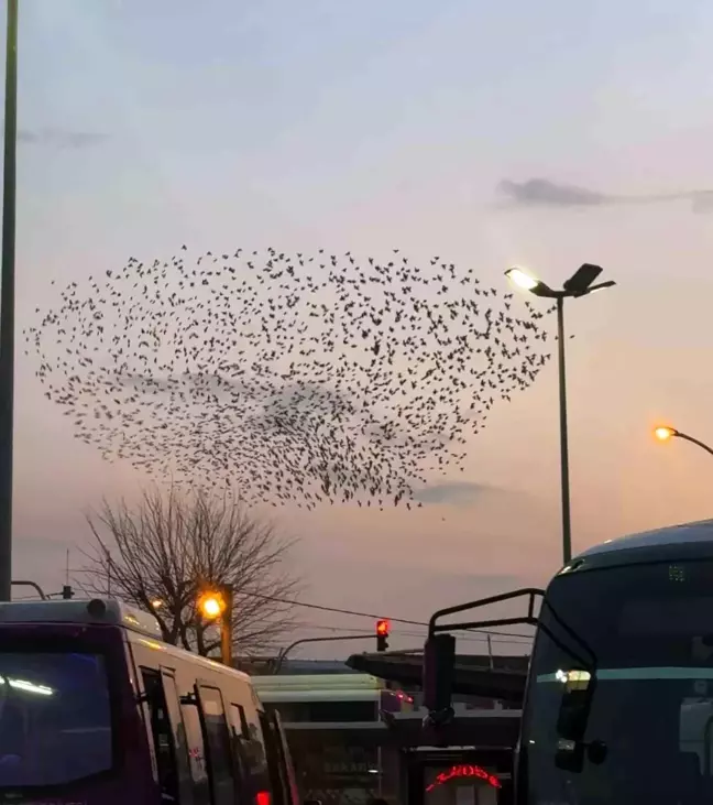 Sakarya'da Sığırcık Kuşlarının Gökyüzündeki Dansı Görsel Şölen Yarattı