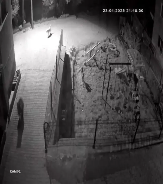 Bolu'da Ayı, Köpekler Tarafından Kovalandı
