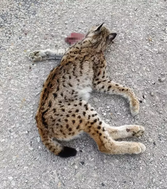 Malatya'da Araç Çarpmasıyla Vaşak Öldü