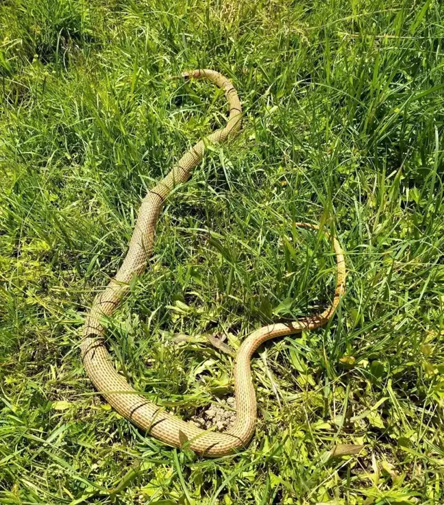 Patnos'ta 2 Metre Boyundaki Yılan Korkuttu