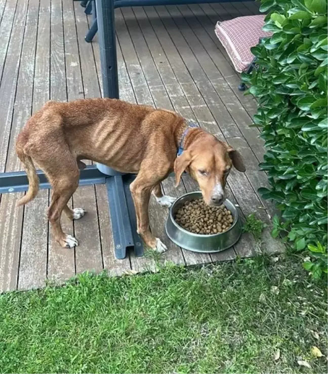 Beyoğlu Belediye Başkanı İnan Güney ve eşi terk edilmiş köpeğe yeni yuva buldu