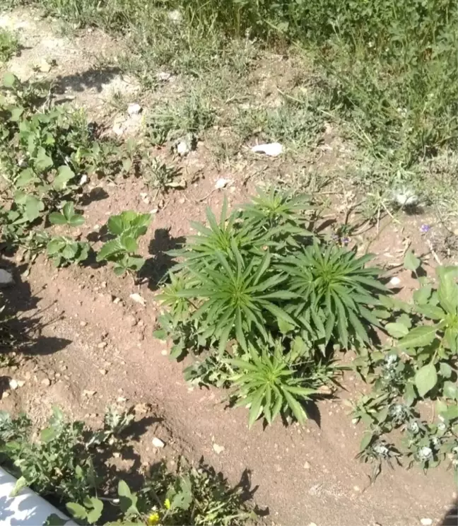 Niğde'de bir eve düzenlenen operasyonda 262 kök kenevir ele geçirildi