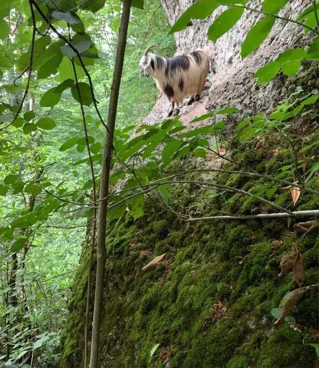 Rize'de kaçan keçi 3 gün sonra bulundu