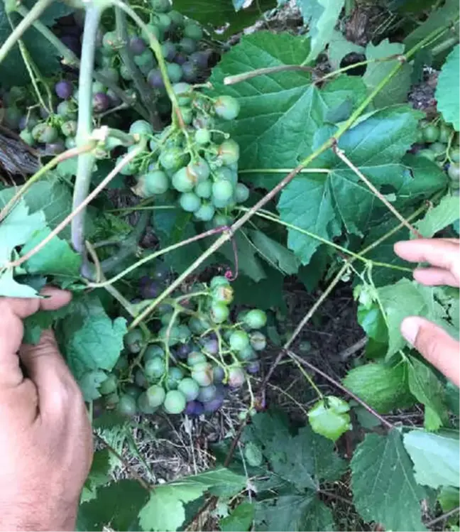 Tarsus'taki Dolu Yağışı Üzüm Bağlarını Vurdu
