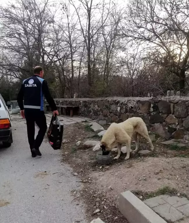 Ayaş Belediyesinden sokak hayvanlarına mama desteği