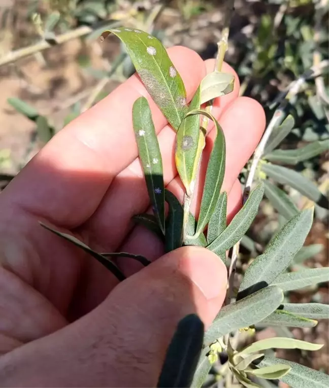Manisa'da Zeytin Üreticilerine Hastalık Uyarısı