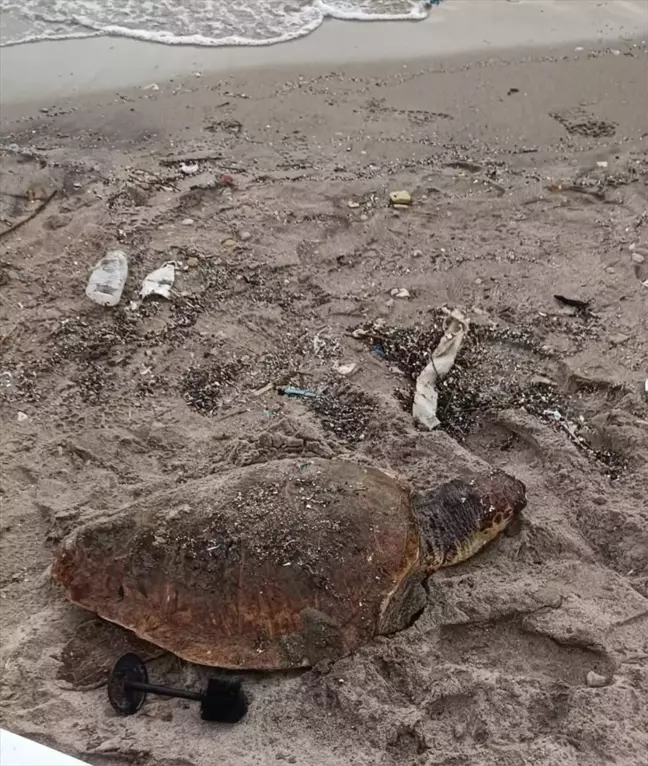 Muğla'da Yaralı Caretta Caretta Tedavi Edilmek Üzere DEKAMER'e Götürüldü