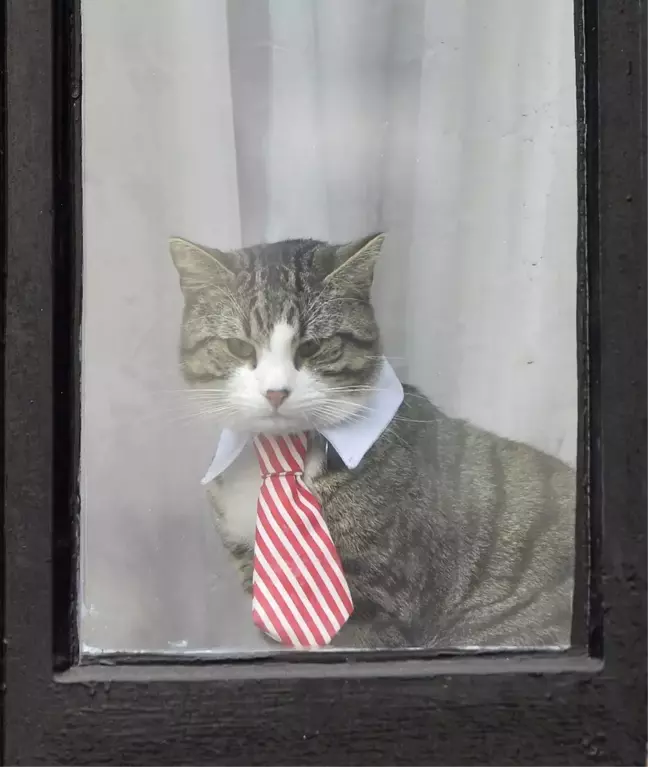 Assange'ın Avukatı Açıkladı: