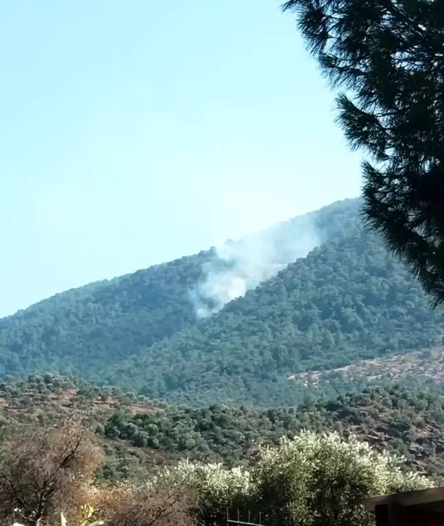Milas'ta orman yangını