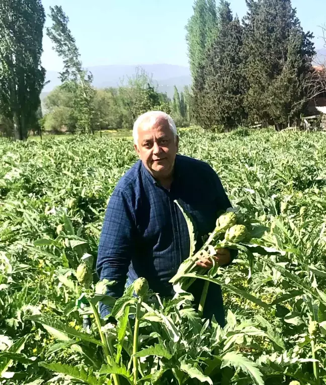 Kazdağları'nın eteklerinde enginar hasadı başladı
