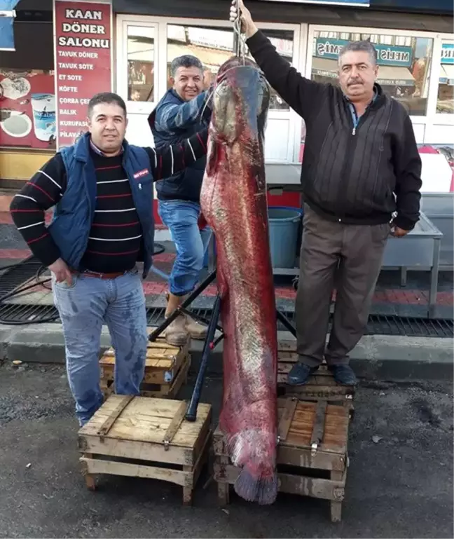Hirfanlı Barajı'nda 60 Kiloluk Yayın Balığı Yakalandı