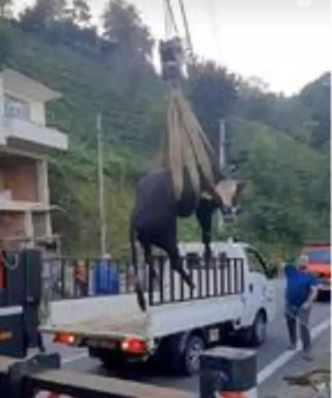 Sahibinden kaçıp yamaçtan düşen boğa, vinçle kurtarıldı