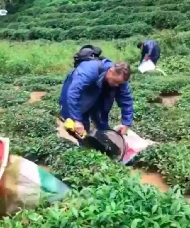 Rize'de Sağanak Sonrası Sel, Çay Üreticilerini Zor Situasyona Soktu