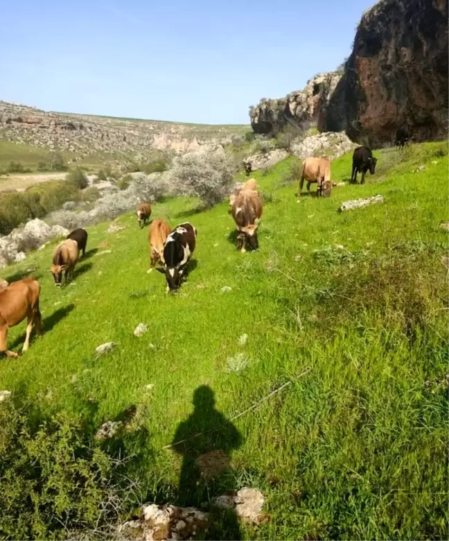 Diyarbakır'da Hayvan Hırsızlığı: Aile, Çalınan İneklerini Bulunmasını İstiyor