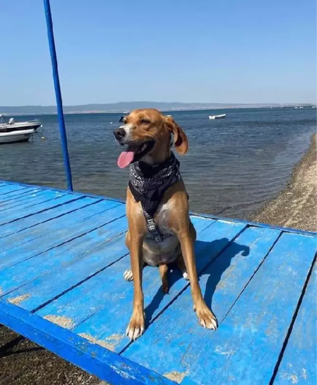 Son dakika haberleri! ŞİŞLİ'DE AÇIKTA BIRAKILAN ELEKTRİK KABLOLARI KÖPEĞİ ÖLDÜRDÜ