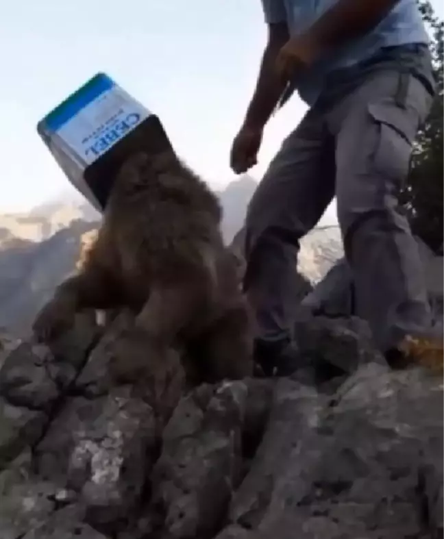 BAŞI TENEKE KUTUYA SIKIŞAN YAVRU AYIYI KURTARDILAR