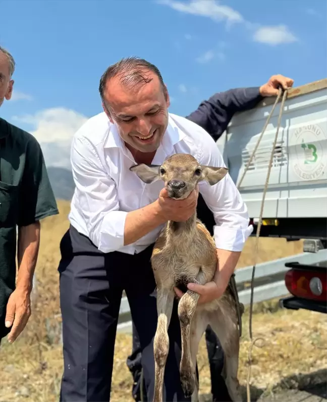 Kastamonu'da yaralanan karaca su kanalından kurtarıldı