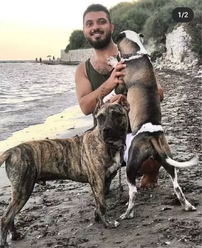 Sokak köpeğine saldıran pitbull köpeklerinin sahibine 20 bin 868 lira ceza
