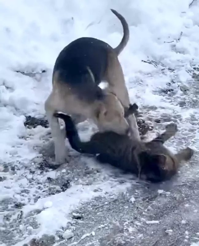 Düzce'de Kedi ve Köpeğin Dostluğu Gözler Önüne Serildi