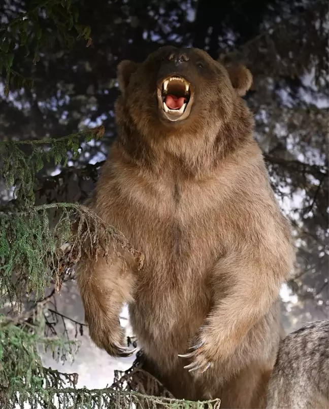 Uzungöl Dursun Ali İnan Müzesi Yaban Hayatı Bölümü ile Ziyaretçilerin İlgi Odağı Oluyor