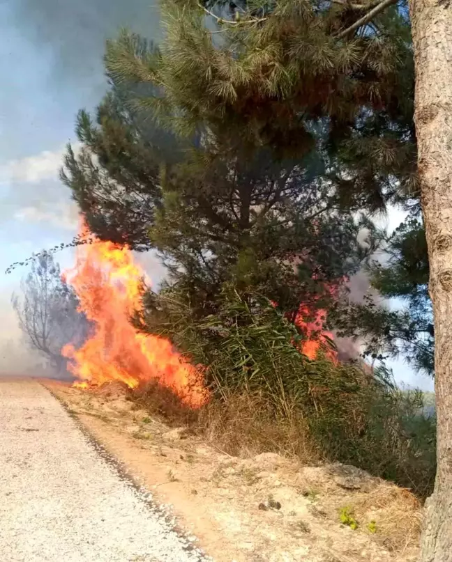 Hatay'da Ormanlık Alanda Yangın, İtfaiye Zeit Sürede Söndürüldü