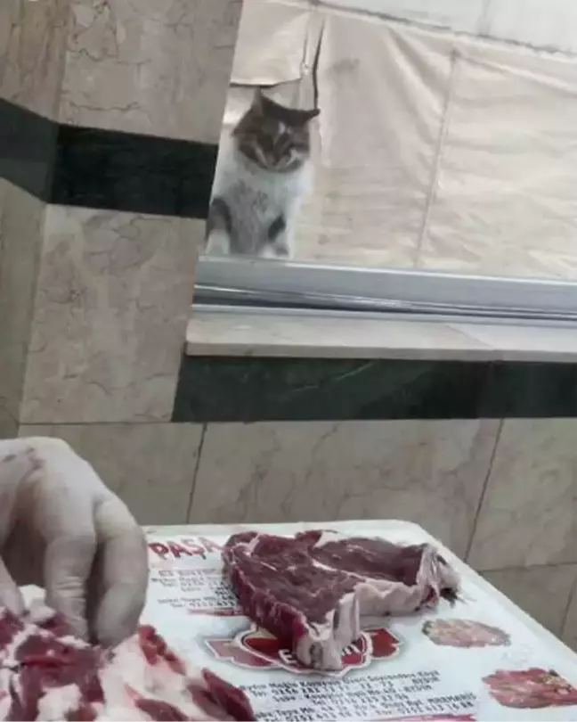 Kasabın Camına Patileriyle Dokunup Kıyma İstiyor