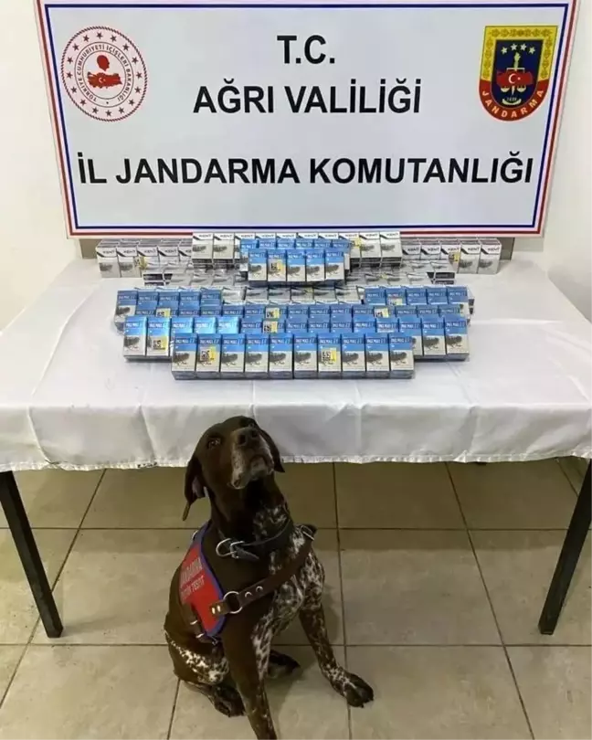 Ağrı'da Yol Kontrolünde Bin 376 Paket Kaçak Sigara Ele Geçirildi