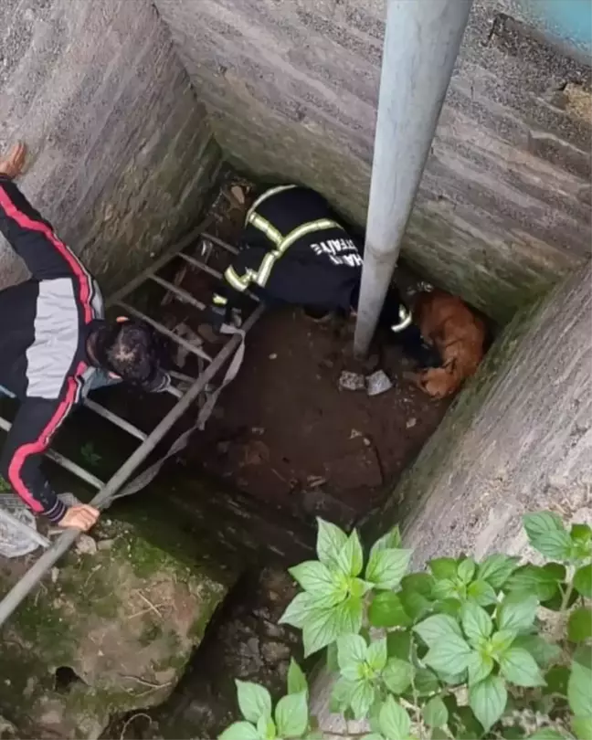 Samandağ'da kuyuya düşen köpek itfaiye ekiplerince kurtarıldı