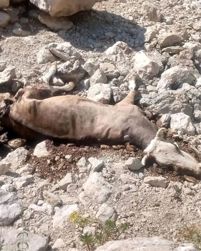 Antalya'da kaybolan inek ve buzağı kurtlar tarafından telef edildi