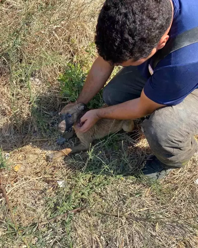 Hatay'da kuyuya düşen yavru köpek itfaiye ekipleri tarafından kurtarıldı