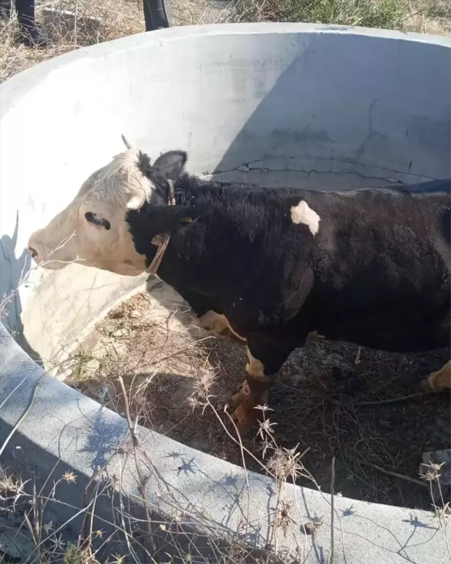 Hatay'da mahsur kalan inek kurtarıldı