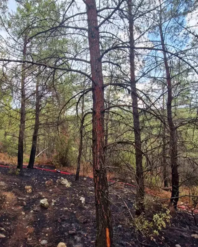 Muğla'da Yıldırım Kaynaklı Yangınlar Kontrol Altına Alındı