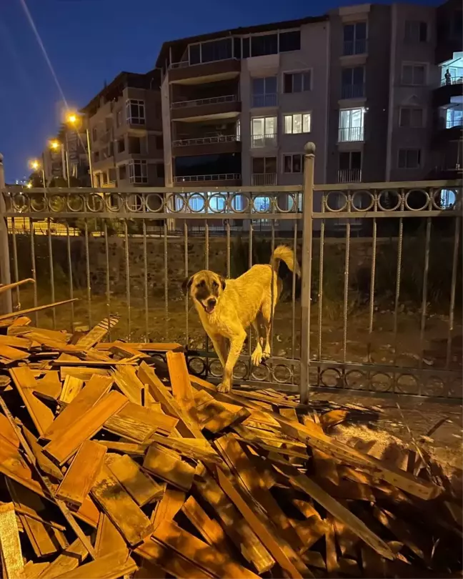 Sahipsiz köpek demir parmaklığa sıkıştı, itfaiye tarafından kurtarıldı