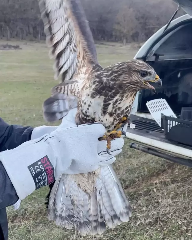 Bolu'da Yasa Dışı Avcılığa Ağır Darbe: 25 Yaban Hayvanı Ele Geçirildi