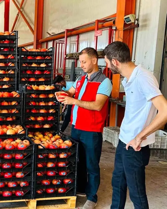 Ortaca'da Nar Hasadı Coşkuyla Başladı, İhracat İçin Kontroller Devam Ediyor