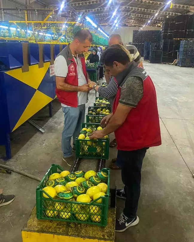 Ortaca'da Nar ve Limon Rekoltesi Artışı İhracat Rekorları Getiriyor